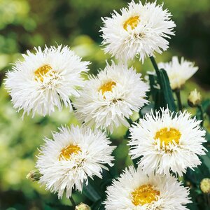 Leucanthemum - 'Crazy Daisy' Shasta Daisy 2 gal outdoor