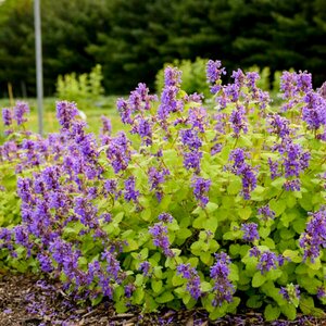 Nepeta - 'Chartreuse on the Loose' Catmint 11 cm Prem (4.5")