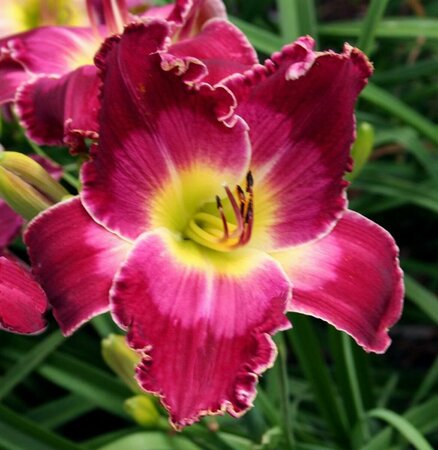 Hemerocallis - 'Blood, Sweat, and Tears' [Rd/Pi/Yl] 1 gal