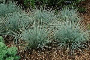 Helictotrichon 'Saphirsprudel' - Blue Oat Grass 11 cm Prem (4.5")
