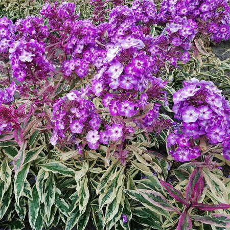Phlox pan. - 'Olympus' [Magenta] 11 cm Prem (4.5")