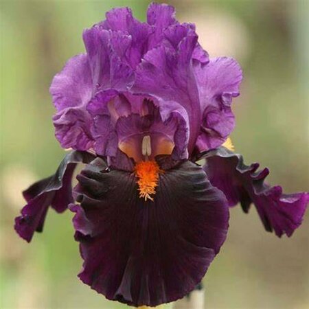 Iris germ. - 'Sharp Dressed Man' Bearded Iris [Purple] 1 gal