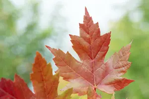 Acer freemanii - 'Autumn Blaze' Maple 15 gal - image 1