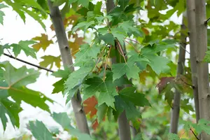 Acer freemanii - 'Autumn Blaze' Maple 15 gal - image 2
