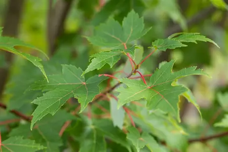 Acer freemanii - 'Autumn Blaze' Maple 15 gal - image 3