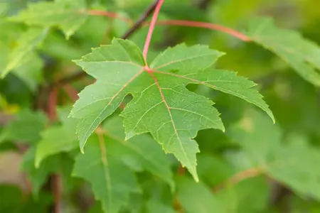 Acer freemanii - 'Autumn Blaze' Maple 15 gal - image 4