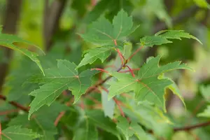 Acer freemanii - 'Autumn Blaze' Maple 5 gal - image 3