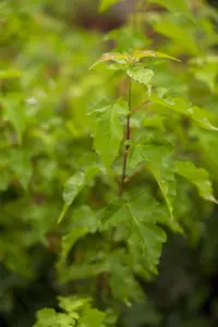 Acer ginnala - Amur Maple 245cm multi BB / 8' - image 4