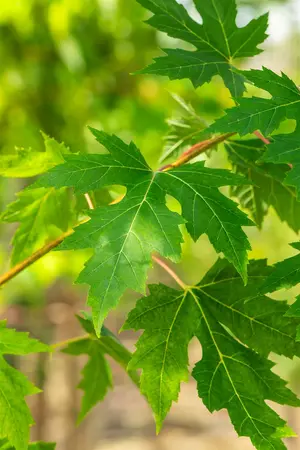 Acer saccharinum - Silver Maple 80mm BB 3.00" - image 1