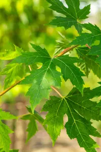 Acer saccharinum - Silver Maple 80mm BB 3.00" - image 5