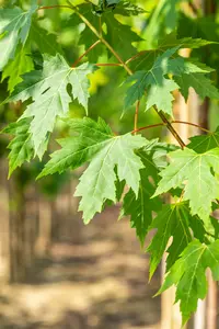 Acer saccharinum - Silver Maple 80mm BB 3.00" - image 3