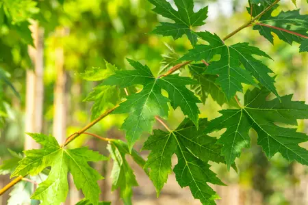 Acer saccharinum - Silver Maple 80mm BB 3.00" - image 2