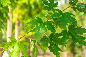Acer saccharinum - Silver Maple 80mm BB 3.00" - image 2