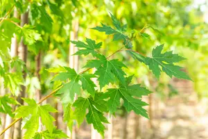 Acer saccharinum - Silver Maple 80mm BB 3.00" - image 5