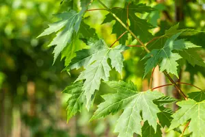 Acer saccharinum - Silver Maple 80mm BB 3.00" - image 4