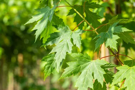 Acer saccharinum - Silver Maple 2 gal - image 4