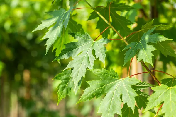 Acer saccharinum - Silver Maple 2 gal - image 4