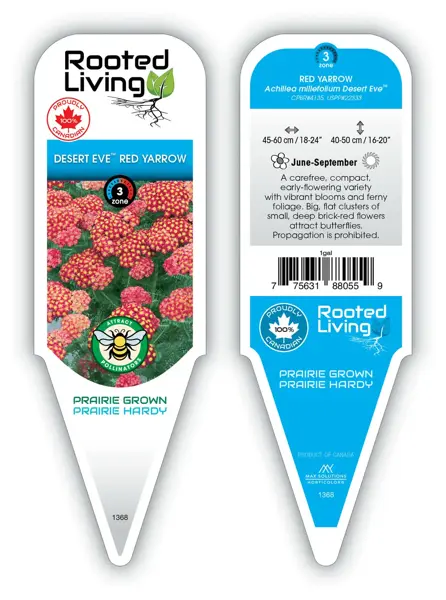 Achillea - 'Desert Eve' Red Yarrow 1 gal