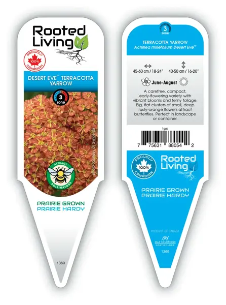 Achillea - 'Desert Eve' Terracotta Yarrow 1 gal
