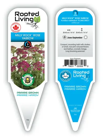 Achillea millefolium - 'Milly Rock Rose' Yarrow [Pk] 11 cm Prem (4.5")