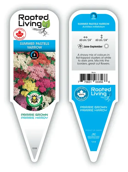 Achillea millefolium - 'Summer Pastels' Yarrow [Mix] 9 cm (3.5")