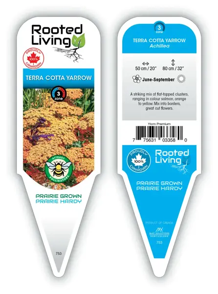 Achillea millefolium - 'Terracotta' Yarrow [Or/Yl] 11 cm Prem (4.5")