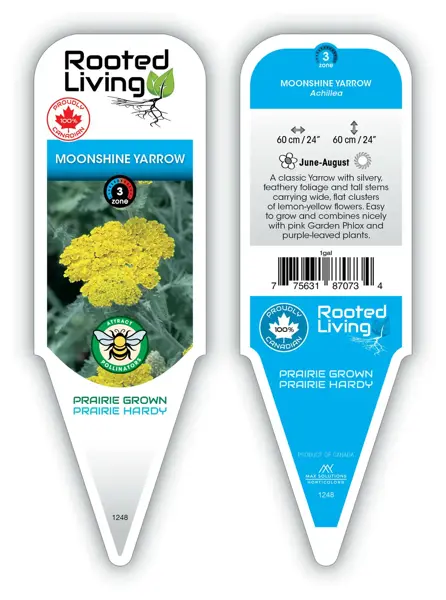 Achillea - 'Moonshine' Yarrow [Ywl] 11 cm Prem (4.5")