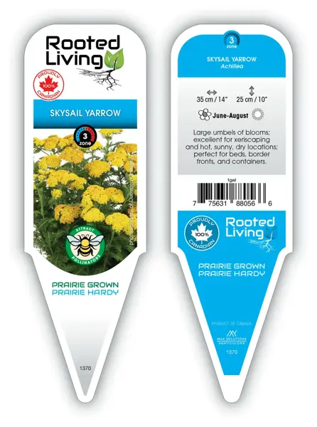 Achillea - Skysail™ Yellow Yarrow [Dwf] 1 gal