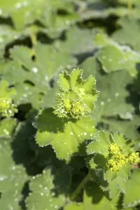 Alchemilla mollis - 'Thriller' Ladys Mantle 1 gal