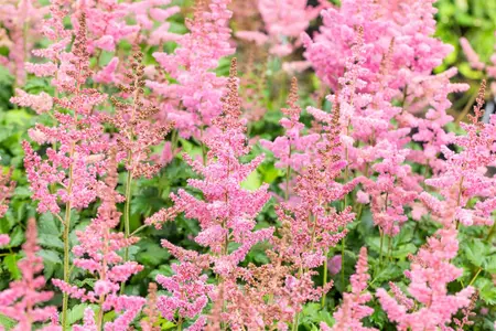 Astilbe chinensis - 'Vision in Pink' 1 gal outdoor - image 1