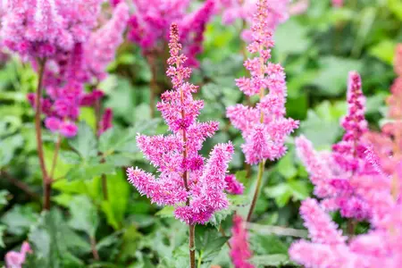 Astilbe chinensis - 'Vision in Pink' 1 gal outdoor - image 2