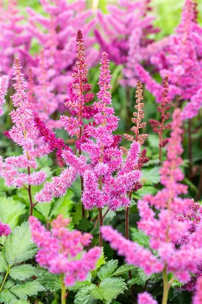 Astilbe chinensis - 'Visions in Red' 1 gal outdoor - image 2