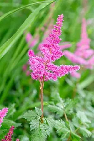 Astilbe chinensis - 'Visions in Red' 1 gal outdoor - image 3