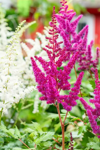 Astilbe chinensis - 'Visions in Red' 1 gal outdoor - image 4