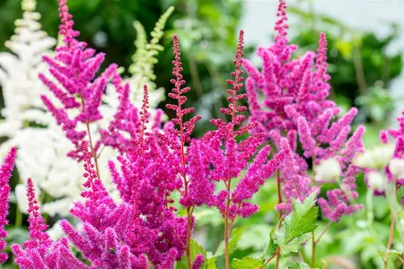 Astilbe chinensis - 'Visions in Red' 1 gal outdoor - image 5