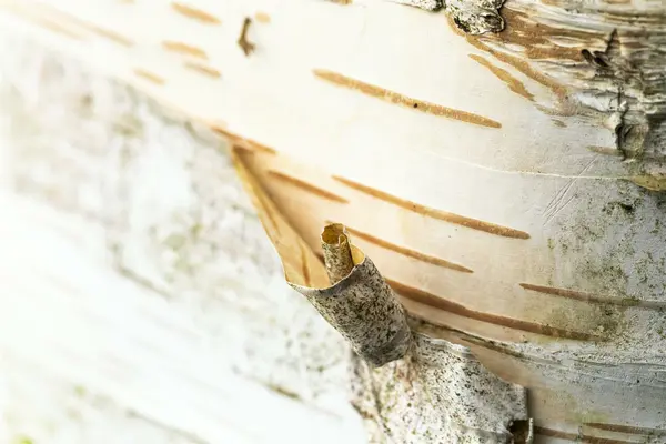 Betula papyrifera - Paper Birch 2 gal