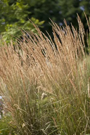 Calamagrostis x acu. - 'Karl Foerster' Feather Reed Grass 2 gal - image 2