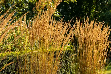 Calamagrostis x acu. - 'Karl Foerster' Feather Reed Grass 2 gal - image 5