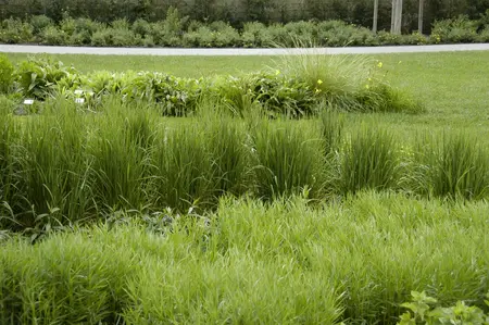 Calamagrostis x acu. - 'Karl Foerster' Feather Reed Grass 2 gal - image 3