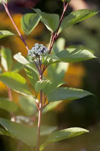 Cornus alba - 'Siberian Pearls' Dogwood 1 gal