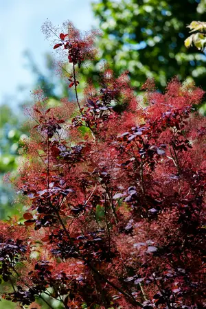 Cotinus cog. - 'Royal Purple' Smoke Bush 2 gal - image 5