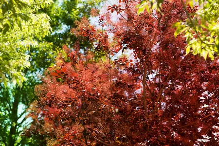 Cotinus cog. - 'Royal Purple' Smoke Bush 2 gal - image 1