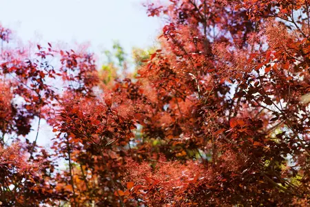Cotinus cog. - 'Royal Purple' Smoke Bush 2 gal - image 4