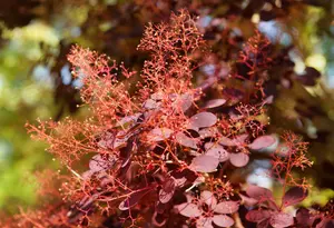 Cotinus cog. - 'Royal Purple' Smoke Bush 2 gal - image 2