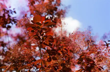 Cotinus cog. - 'Royal Purple' Smoke Bush 2 gal - image 3