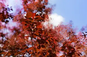 Cotinus cog. - 'Royal Purple' Smoke Bush 2 gal - image 3