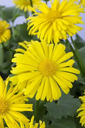 Doronicum - 'Magnificum' Leopard's Bane 9 cm (3.5")