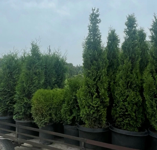 Evergreens - Container