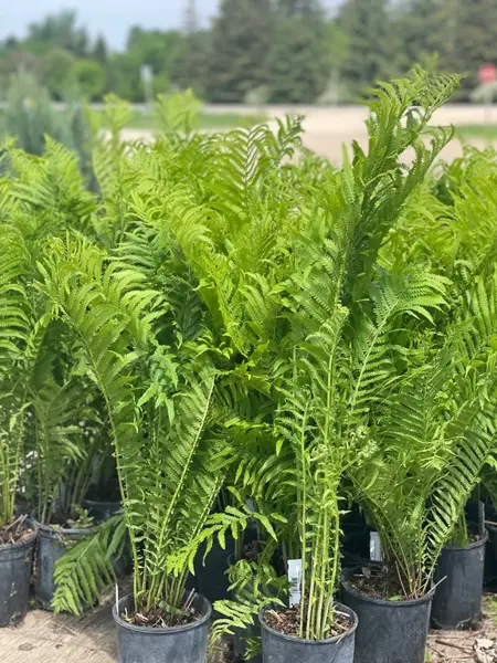 Ferns