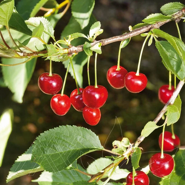 Fruit - Small - Outdoor